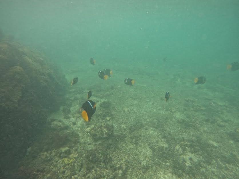 King Angel Fish