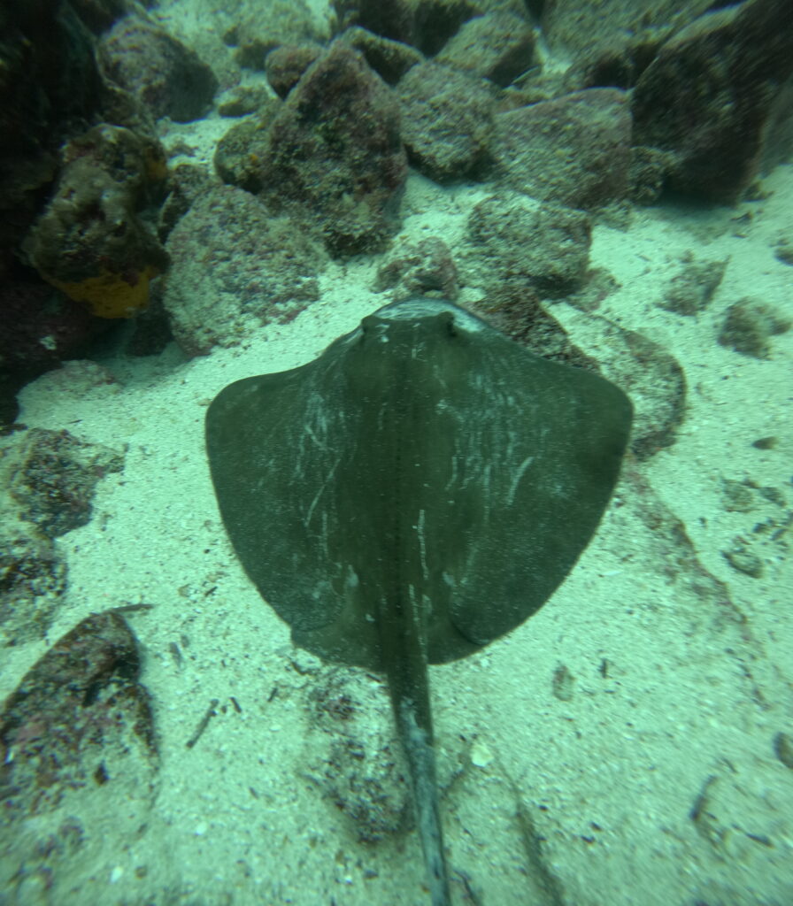 Sting Ray