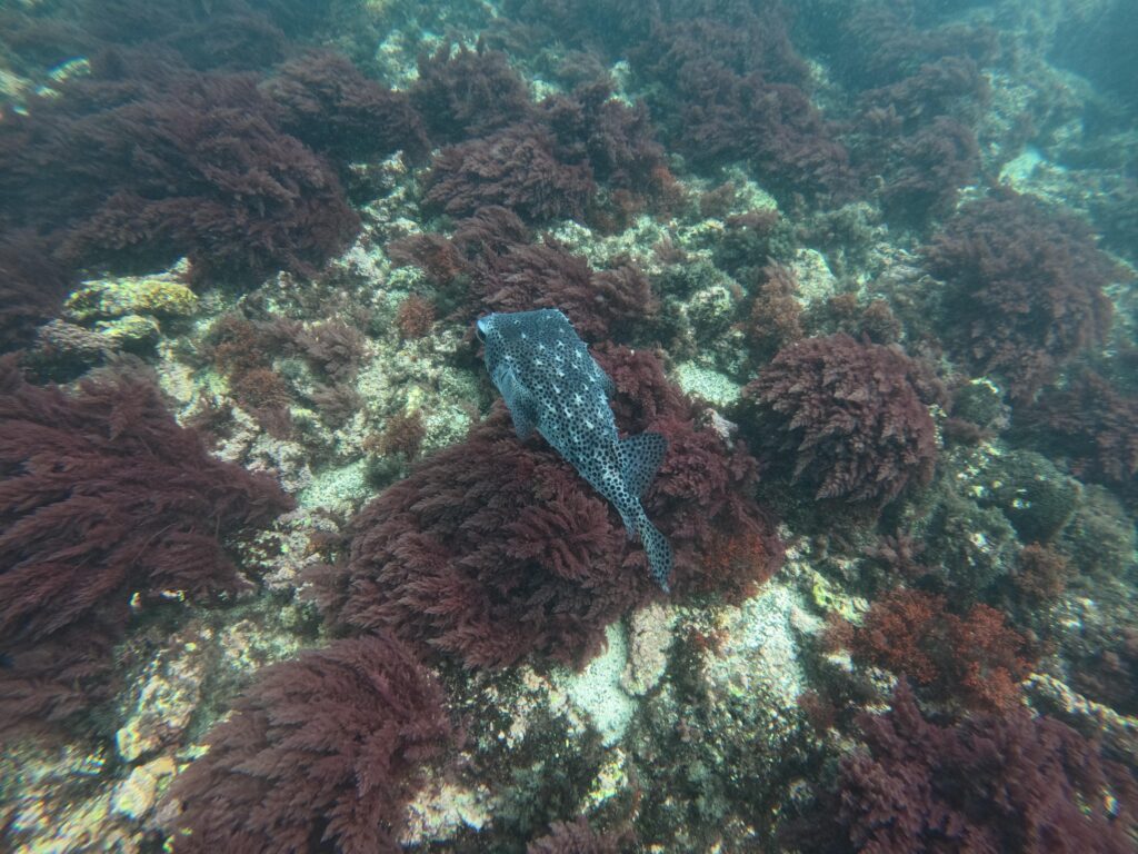 Spotted Porcupinefish
