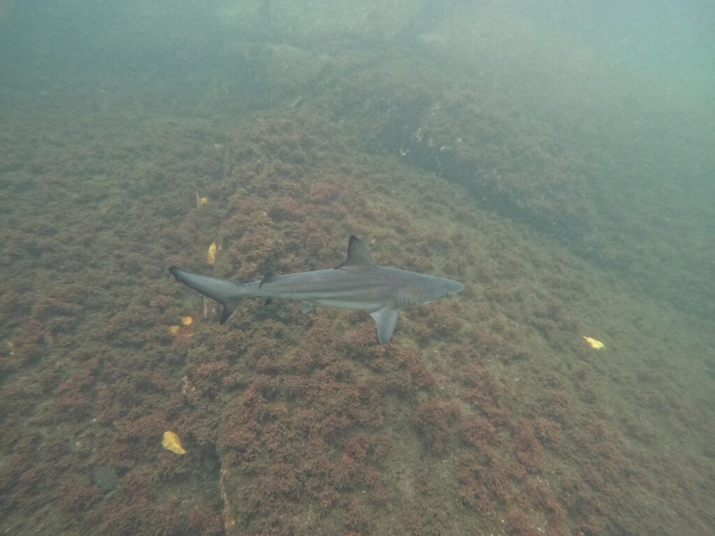Black-Tipped Reef Shark