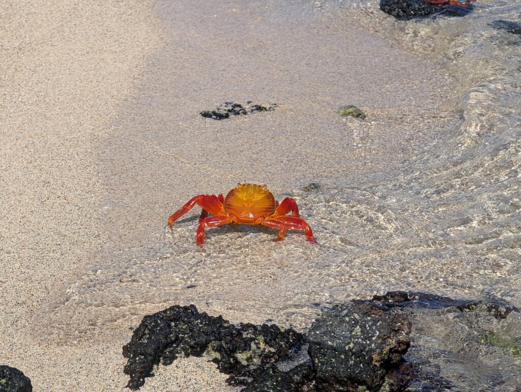 Crab