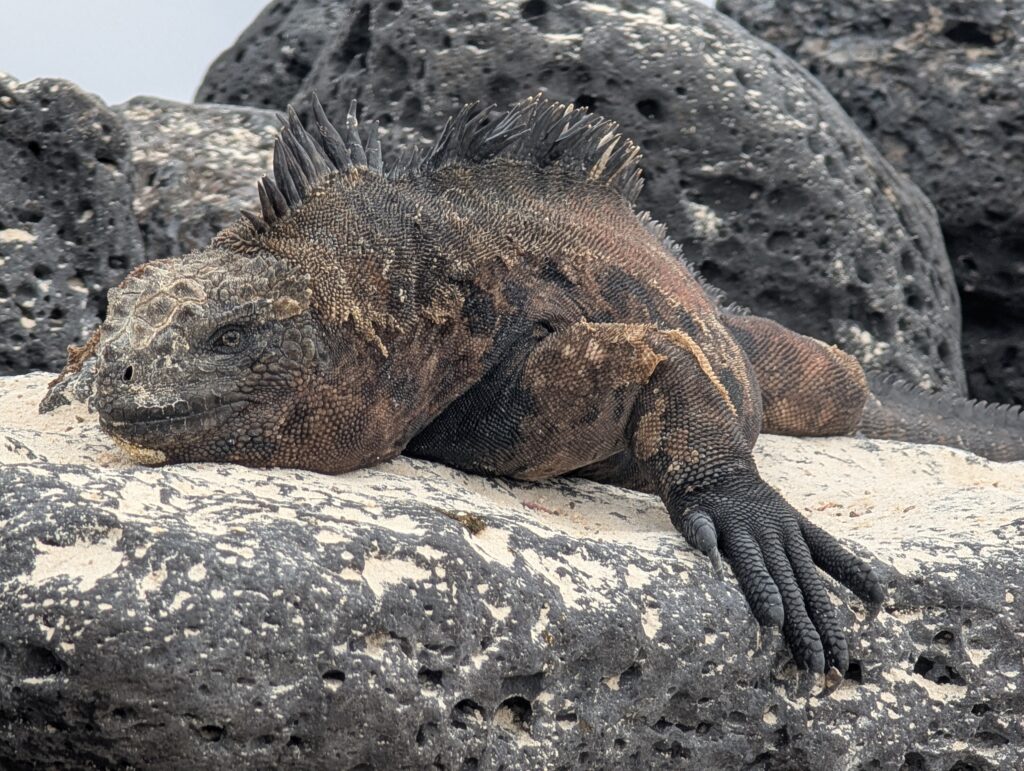 Marine Iguana