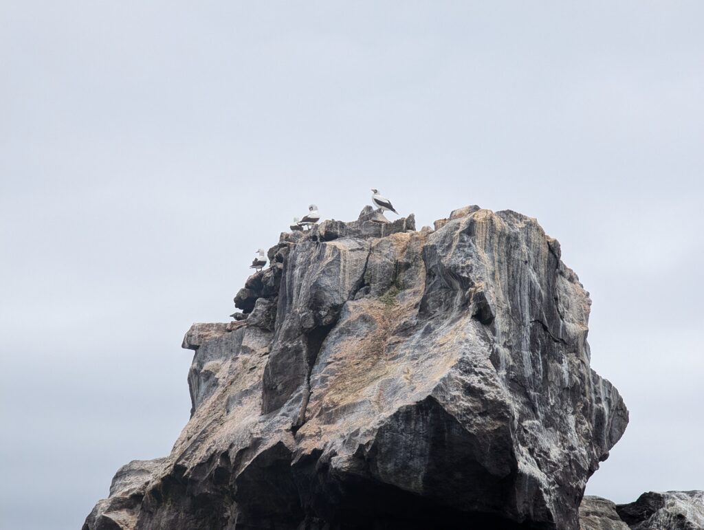 Nazca Booby
