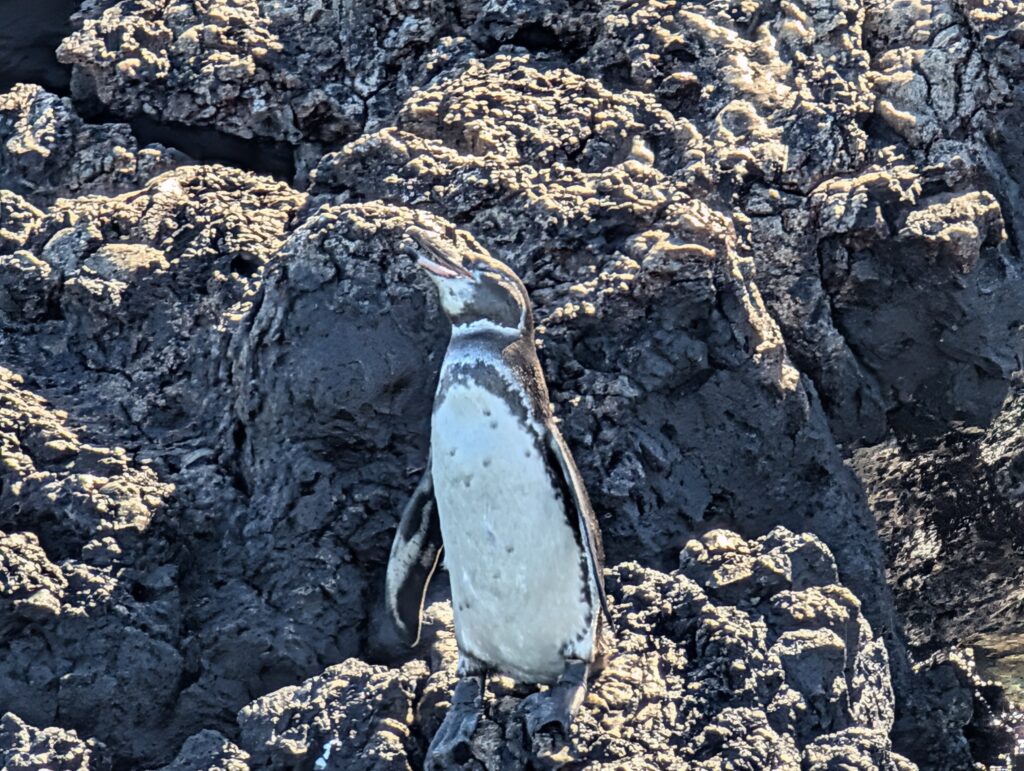 Galápagos Penguin