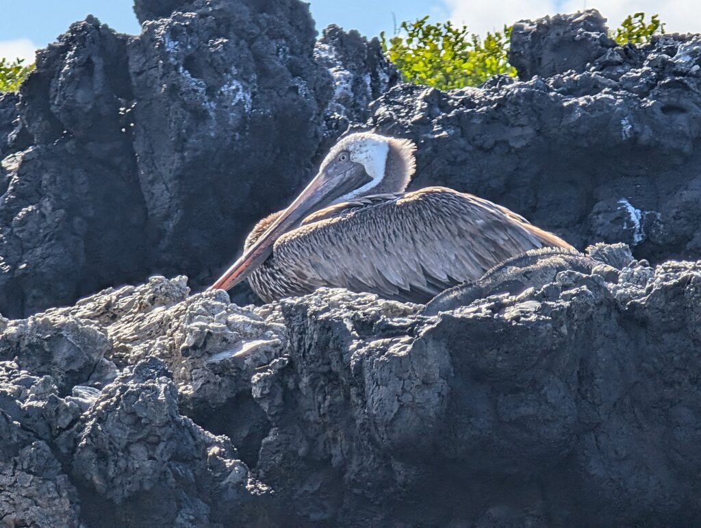 Pelican